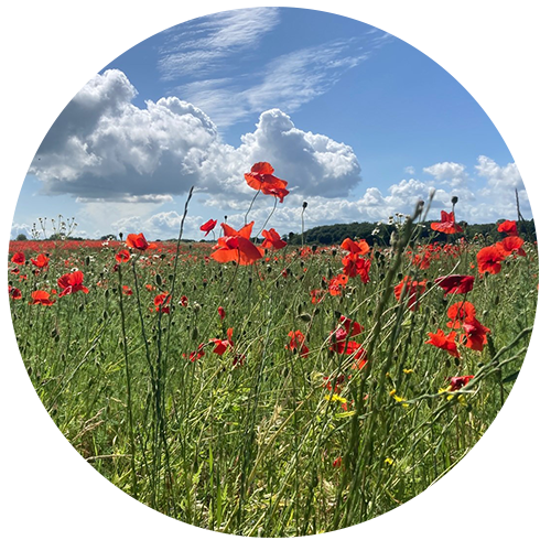 blomster-cirkel